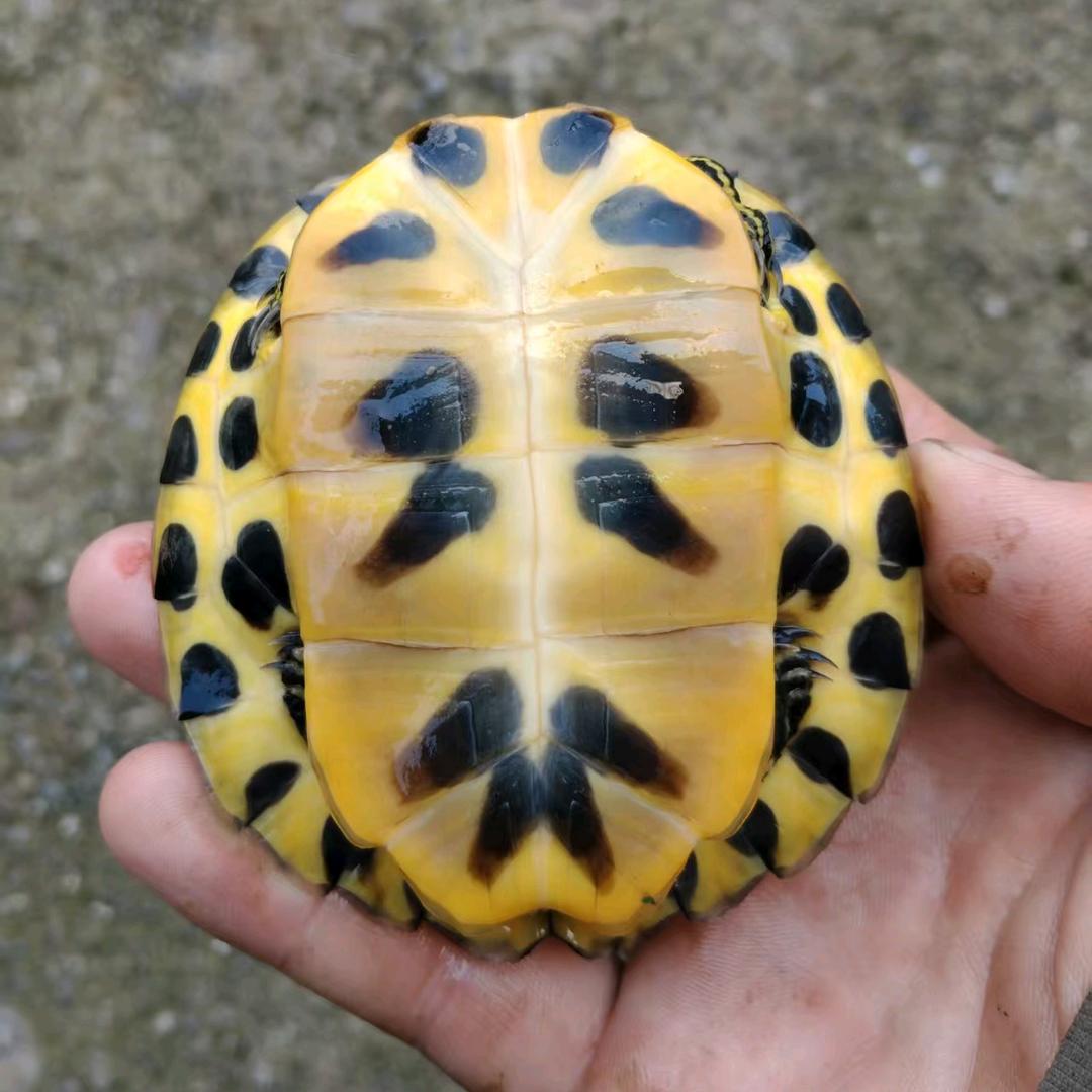 买鱼的