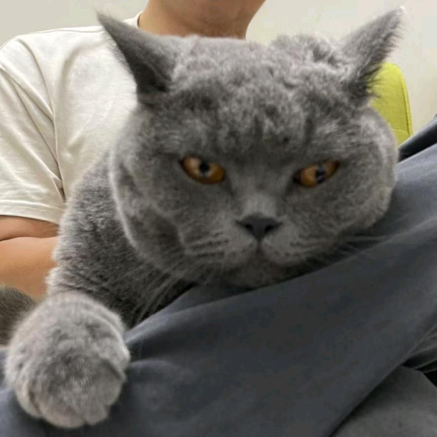 啊七