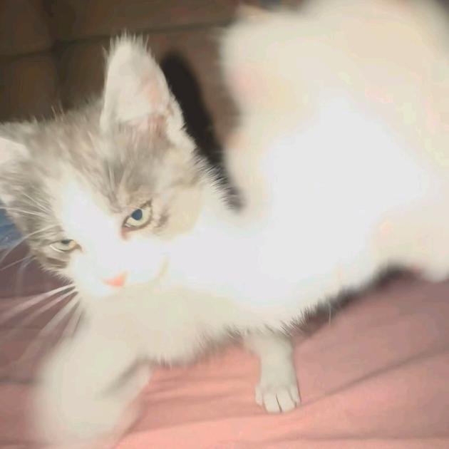 我并不想取名字