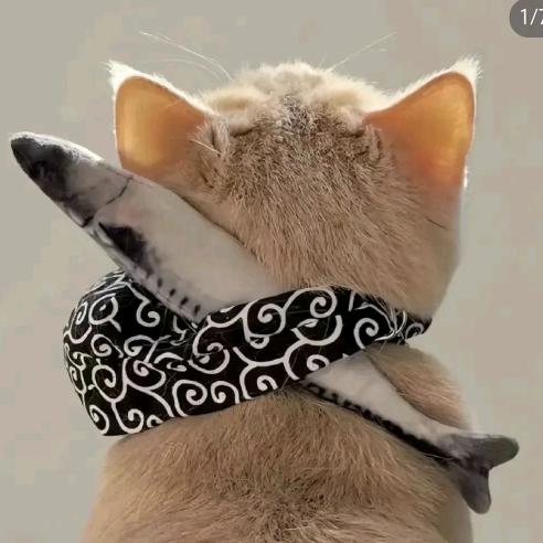 芝士小猫