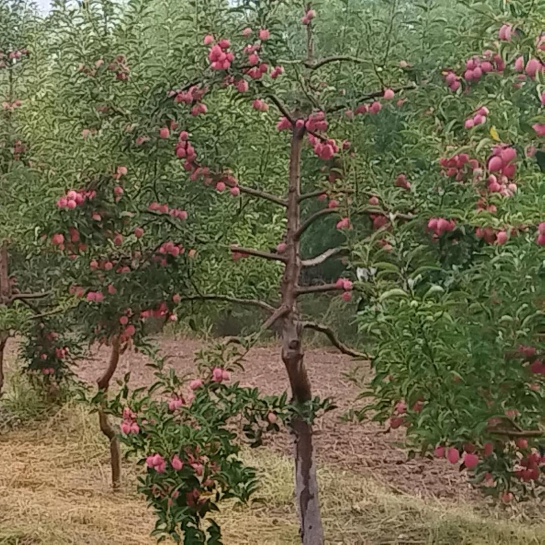 ᠮᠣᠩᠭᠤᠯ果农在线