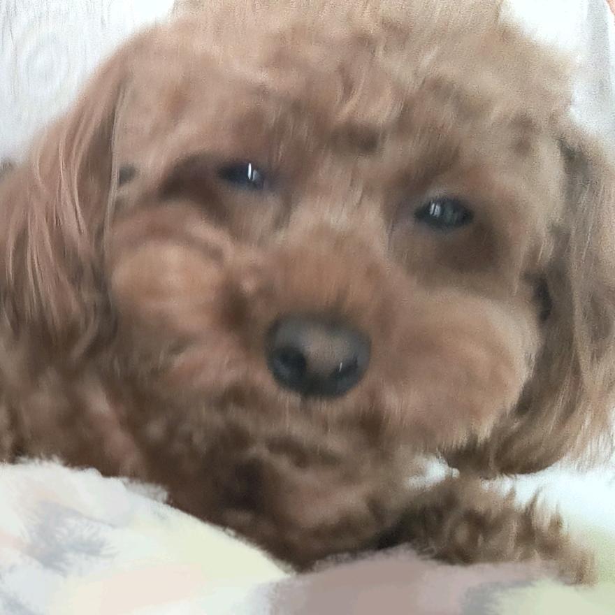 灰灰小灰灰