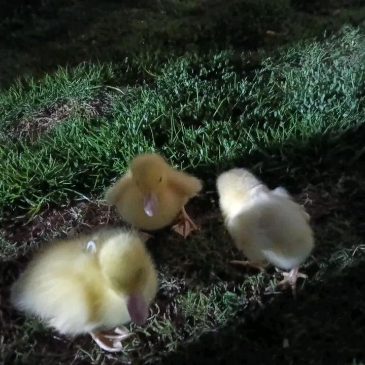 🦋ꦿ໊珠珠🕊