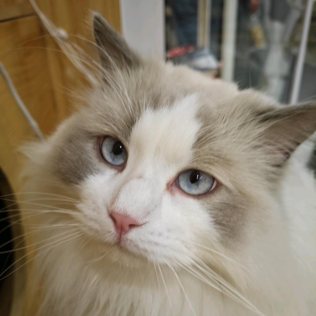 ⁺✞ʚ小颖讨厌奥氮平ɞ✟₊