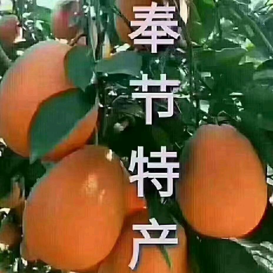 虹鲜🍊奉节果农🍊🔅729