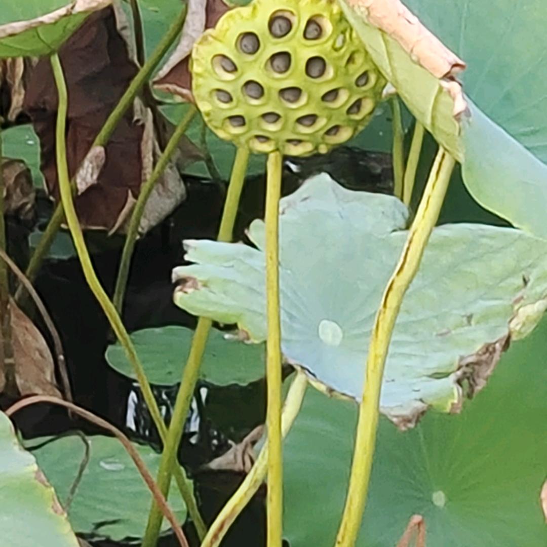 @三生池水覆流年@