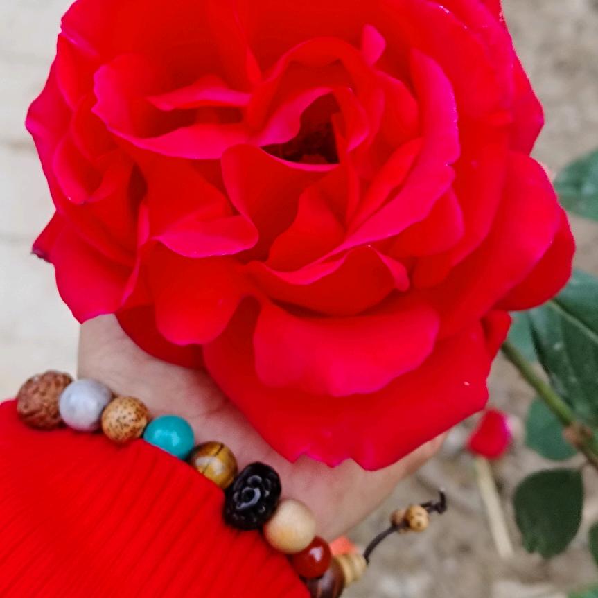 🌺合家欢乐🍎