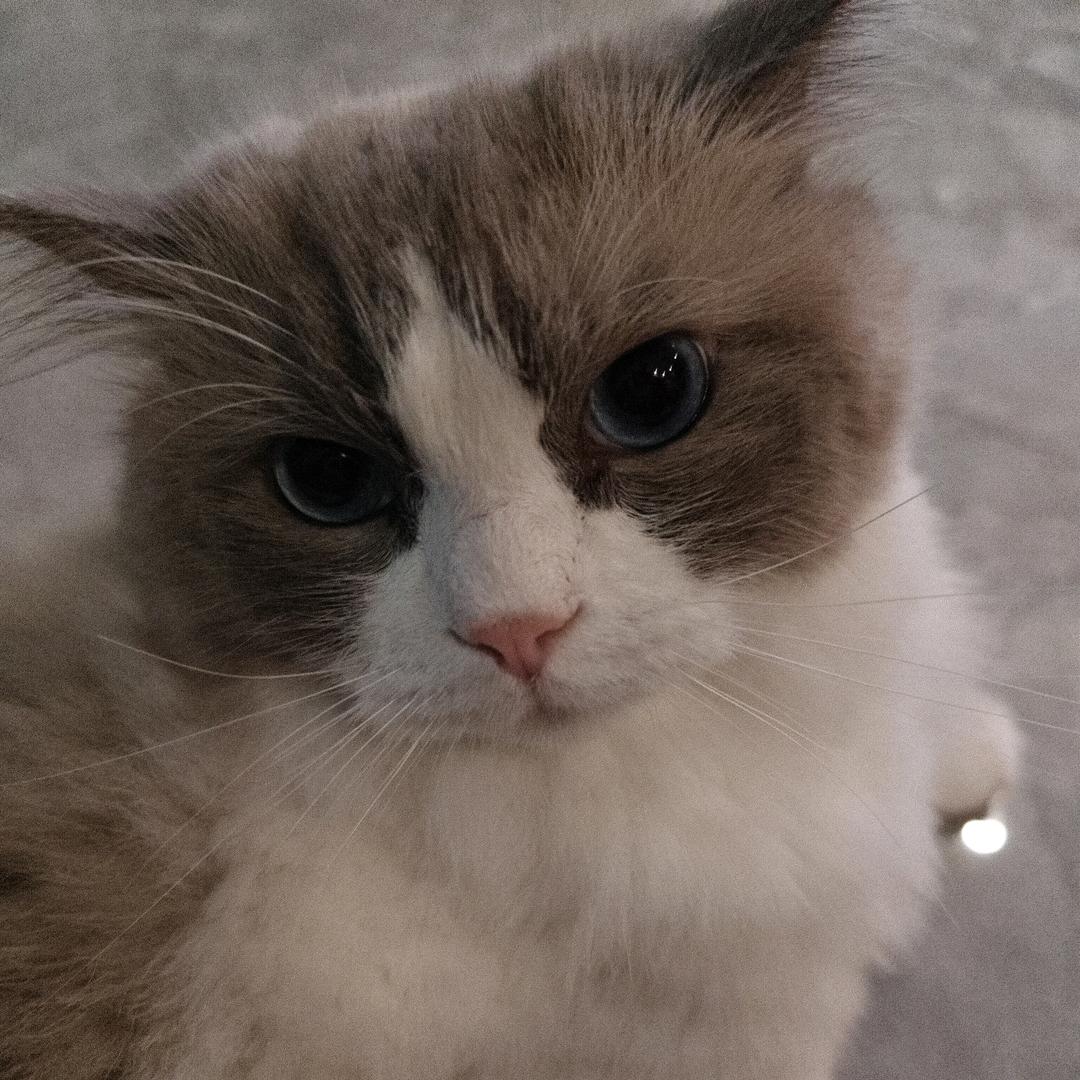 烤鱼