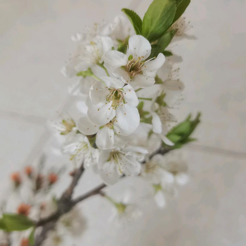 黑红