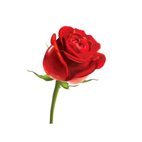 玫瑰花。