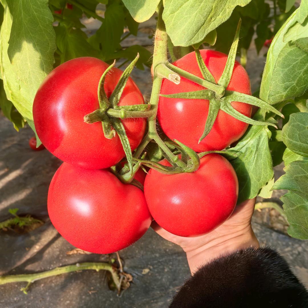 饶阳县果蔬代办杨光