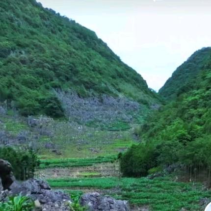 顺福气
