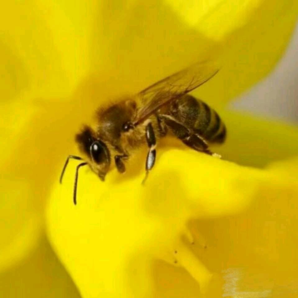 广水市康源蜂蜜店