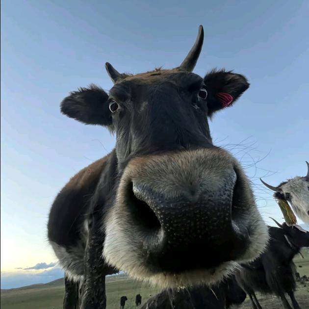 专业撸活20年丶