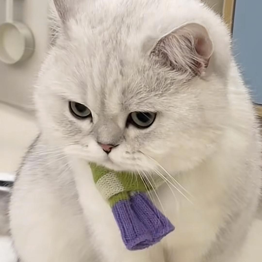龙王瓜婿