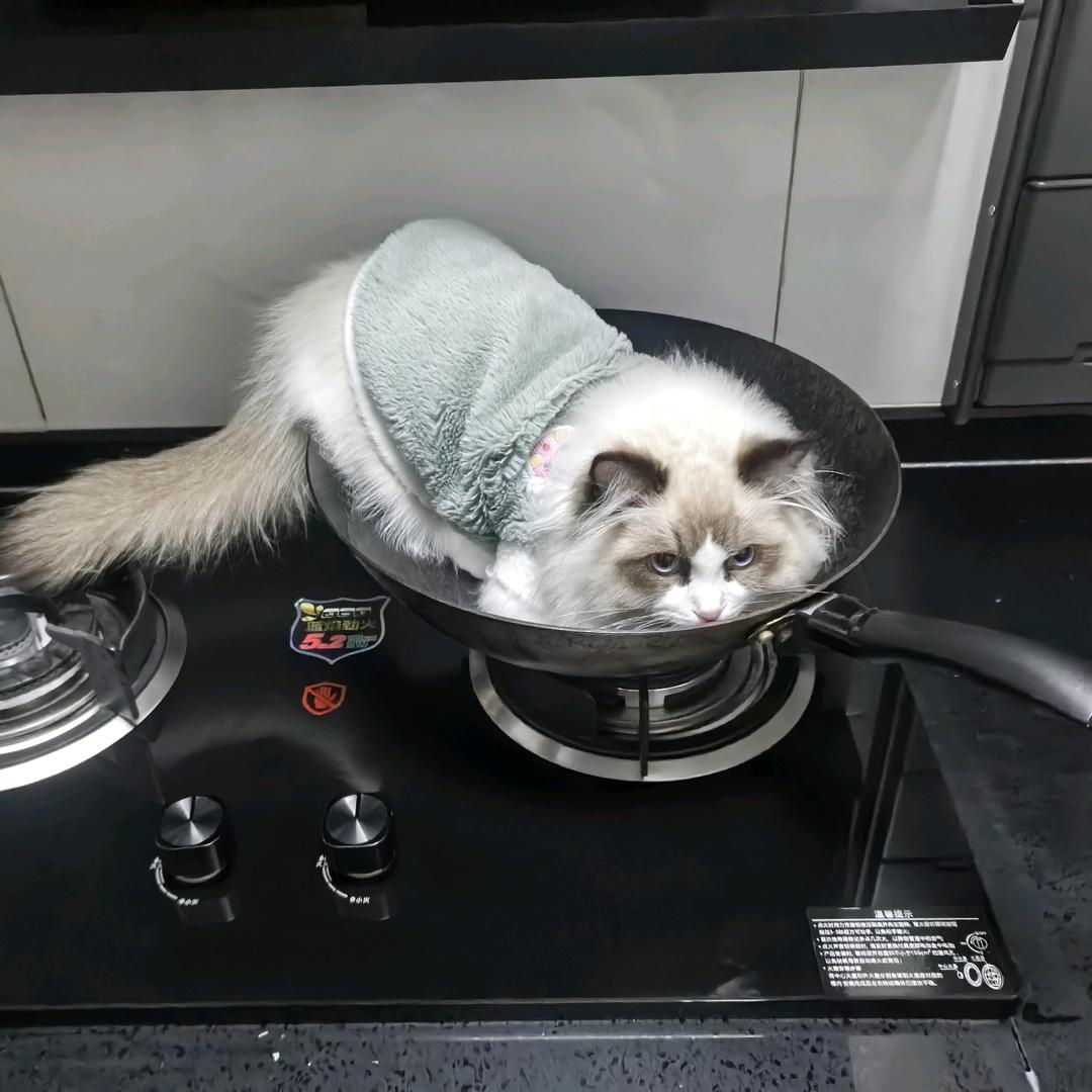 猫之胖一锅炖不下