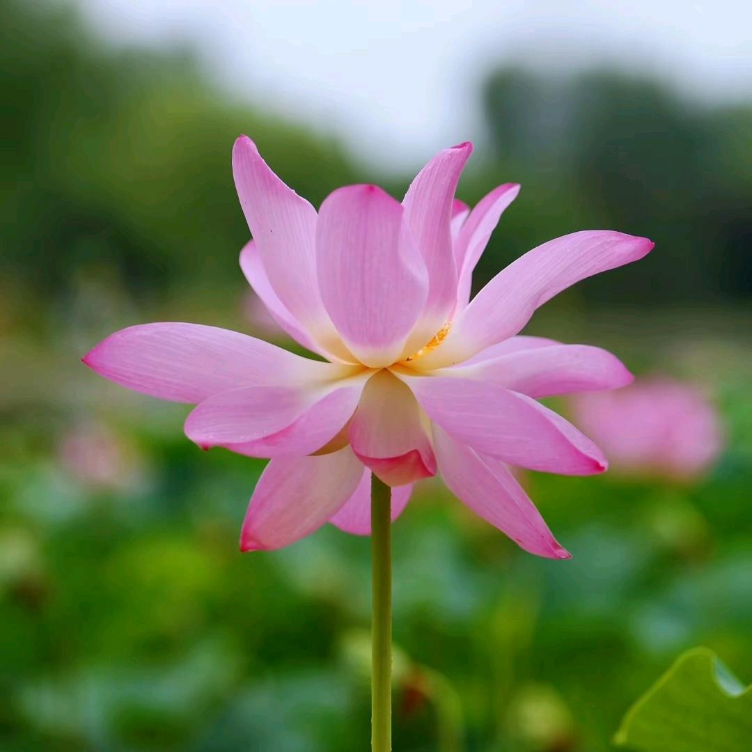 如荷