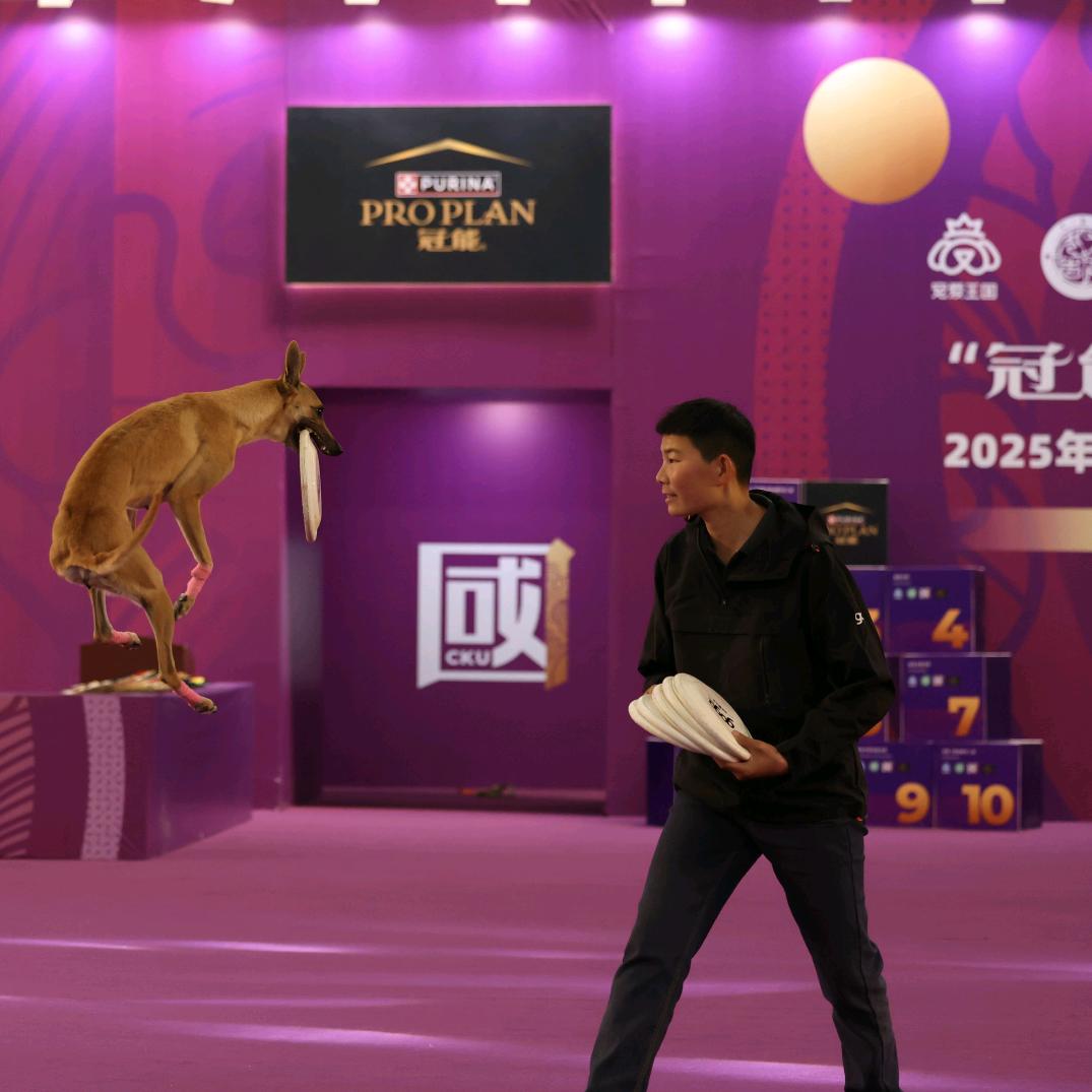 强哥训犬