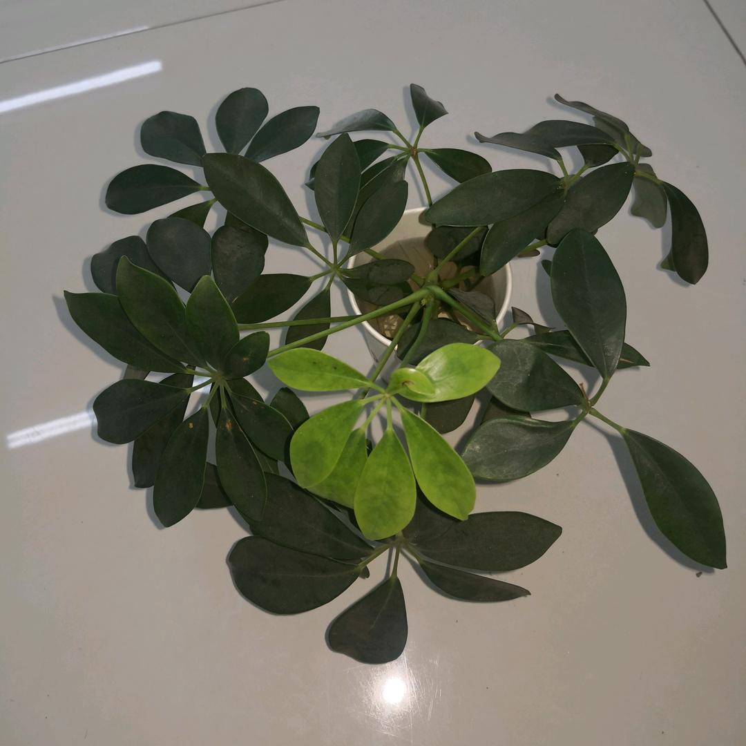 巍然屹立