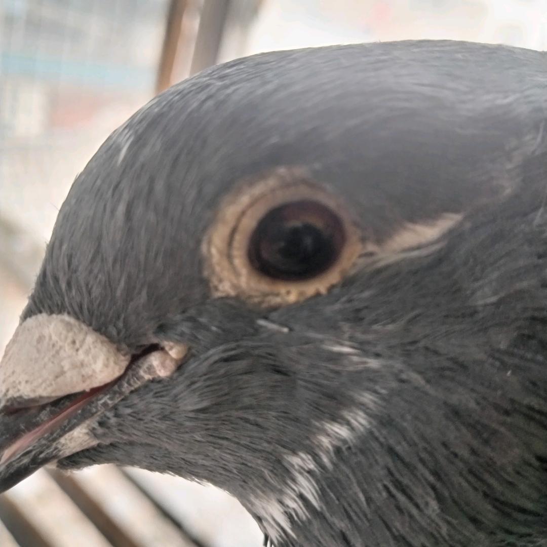 一身清贫怎敢入繁华