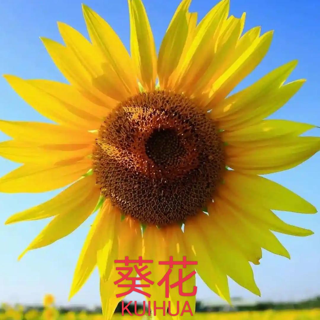 葵花叶黄素滴眼液