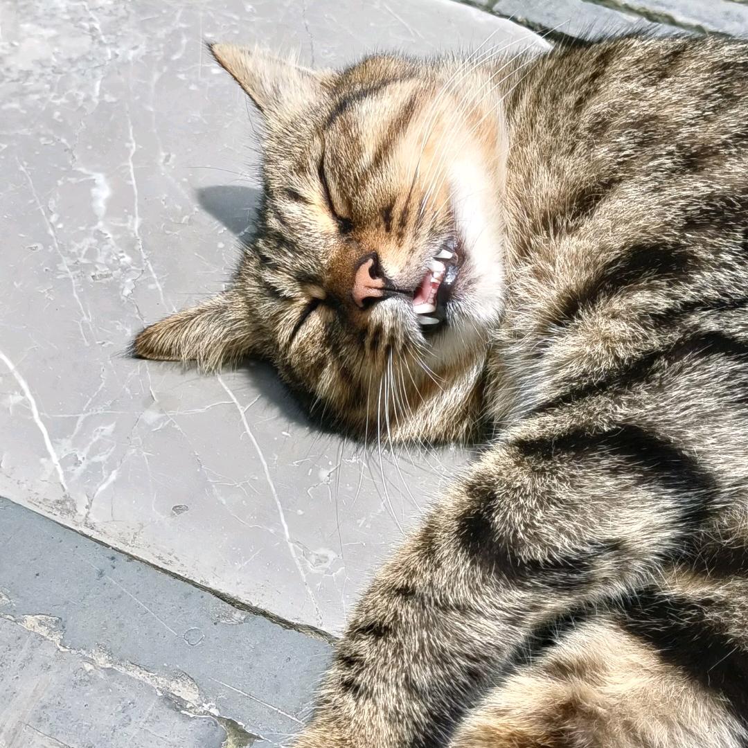 💤头像