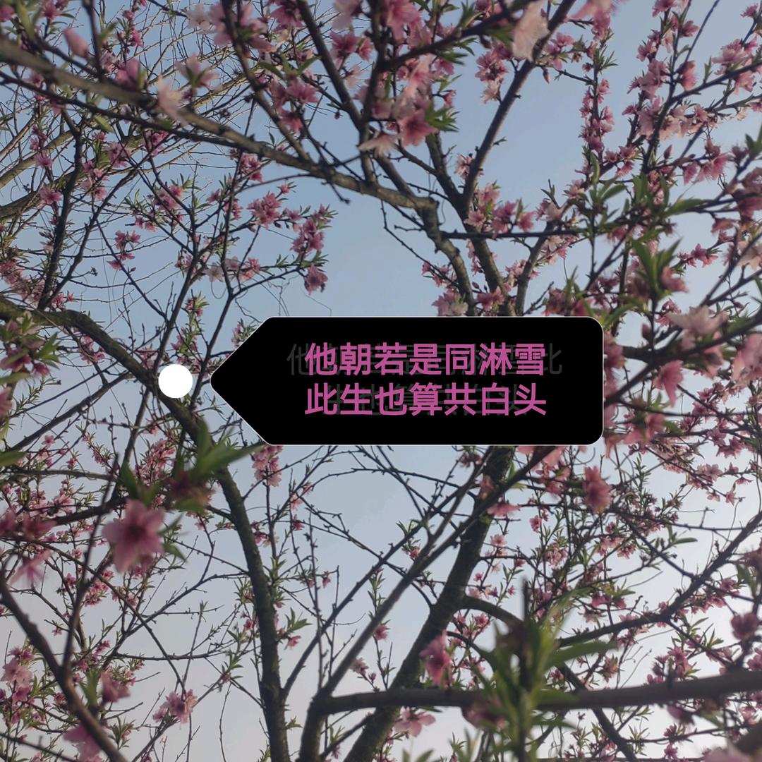 🌻远方的家🌻