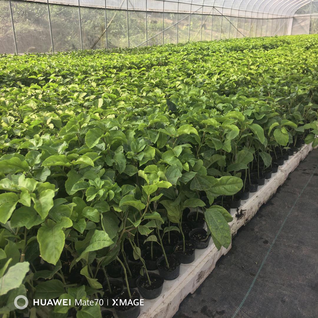 果益寿金果树苗木专卖店