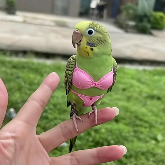 @农村自建房 别墅建造（包工包料）