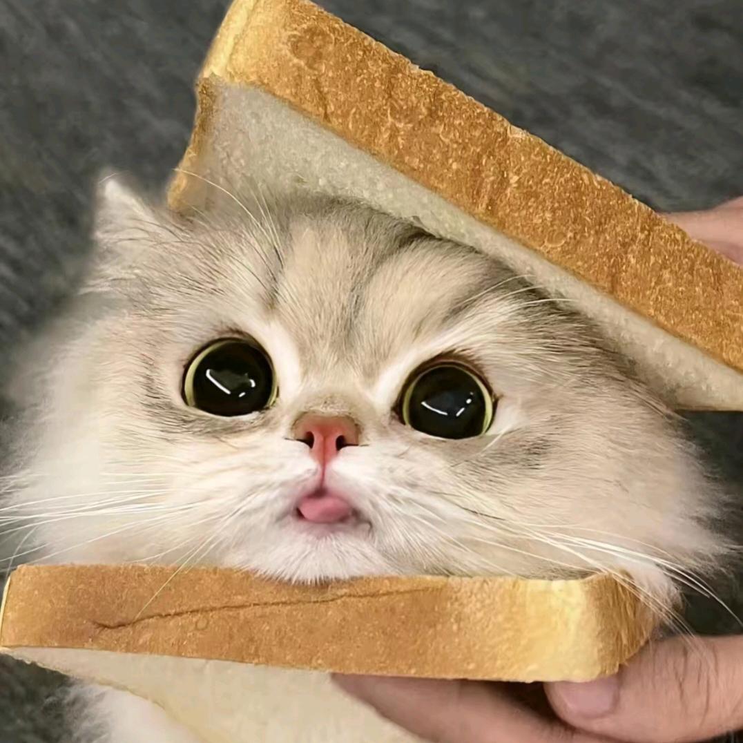 猫猫饼干