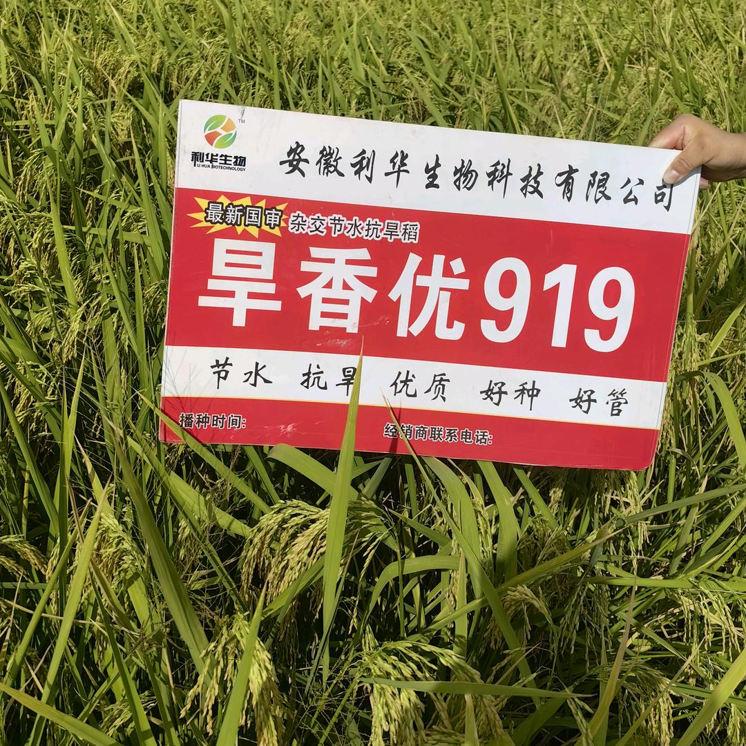 节水抗旱稻-抗除