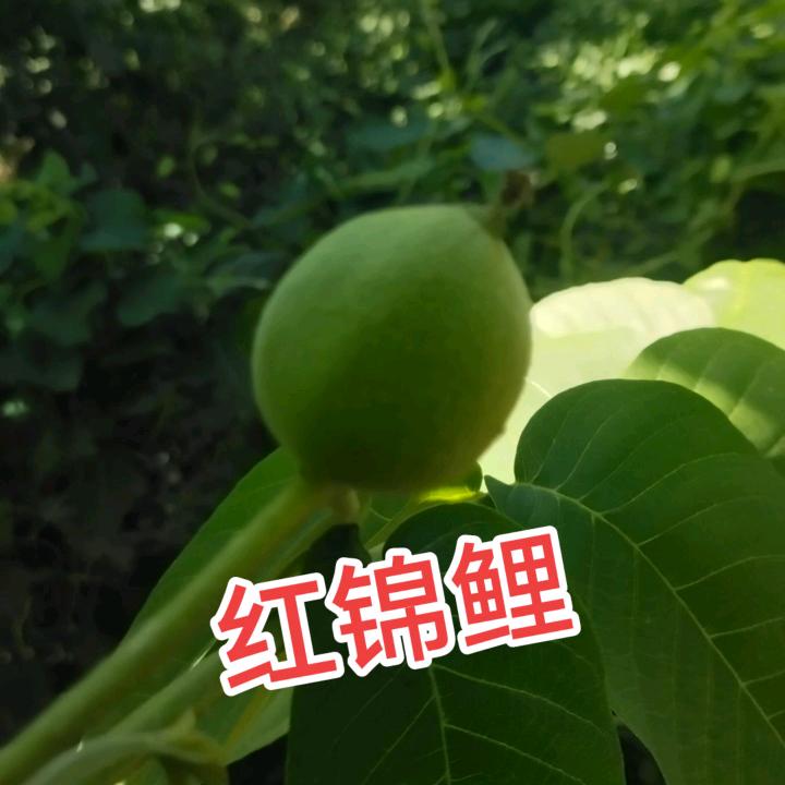涞水常哥文玩