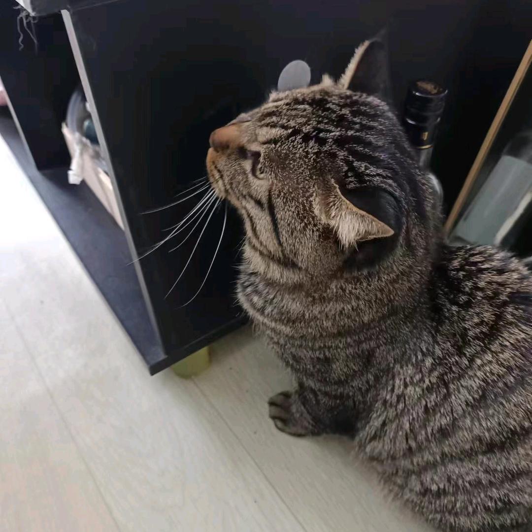 可爱糖宝