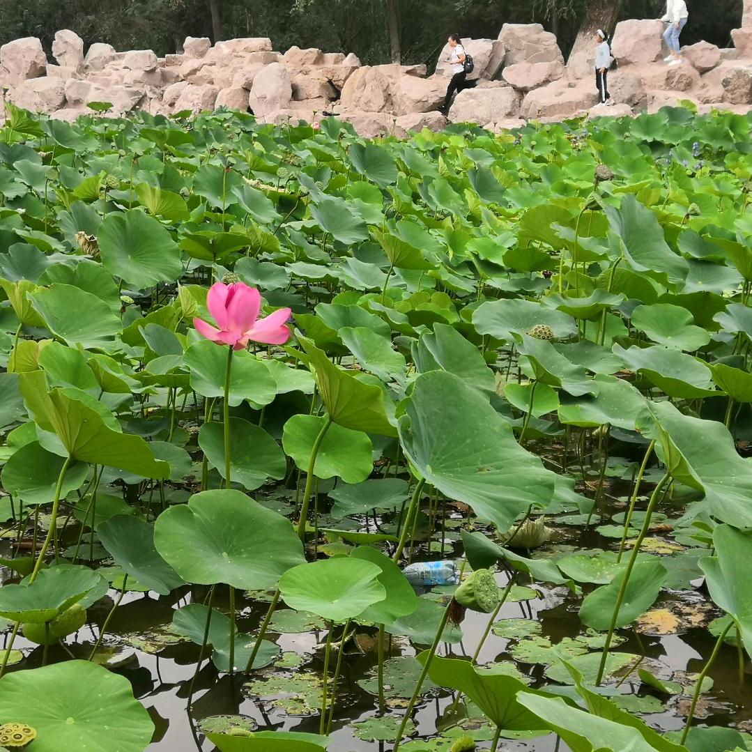 等我熬过了所有的苦