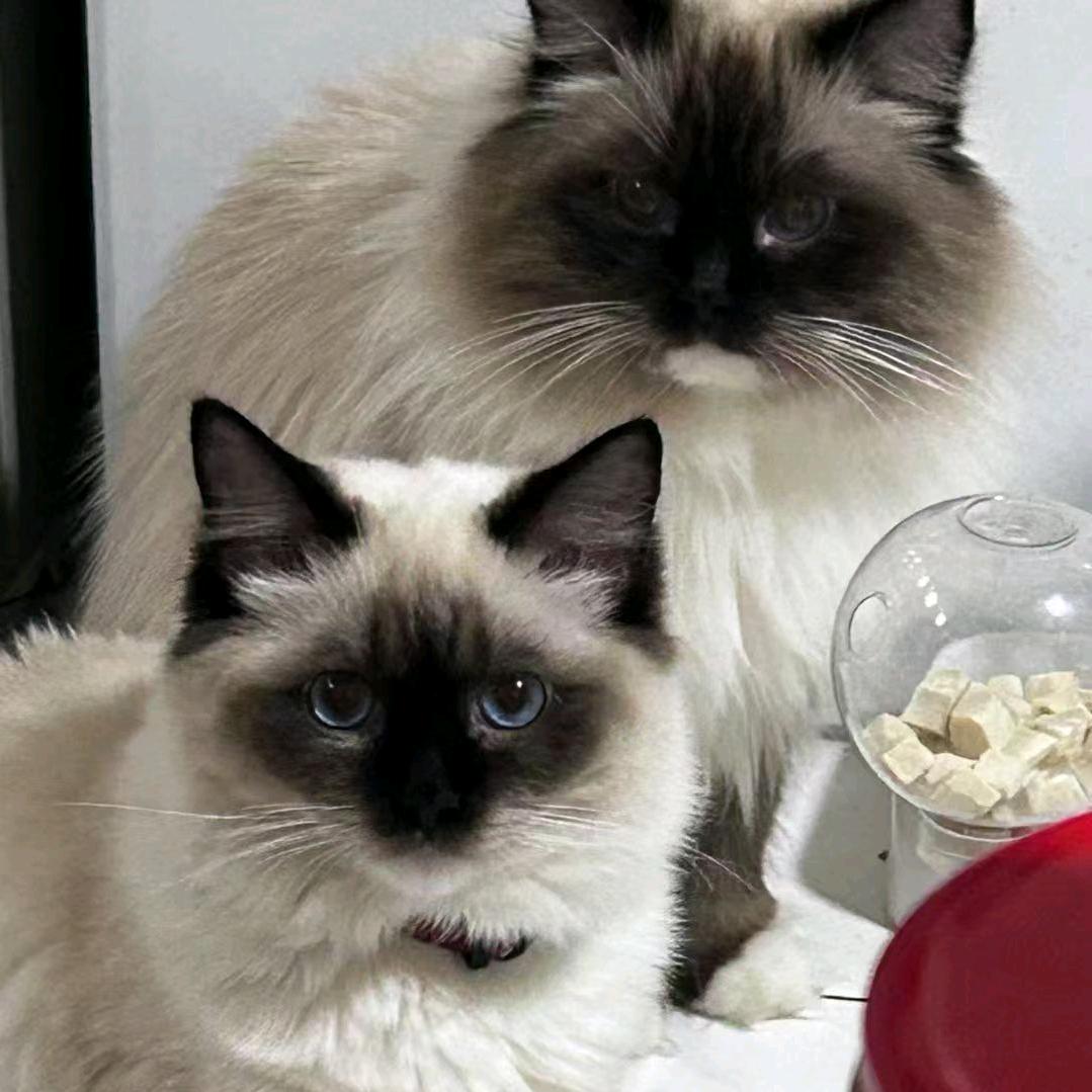 牛牛大王和小钻风