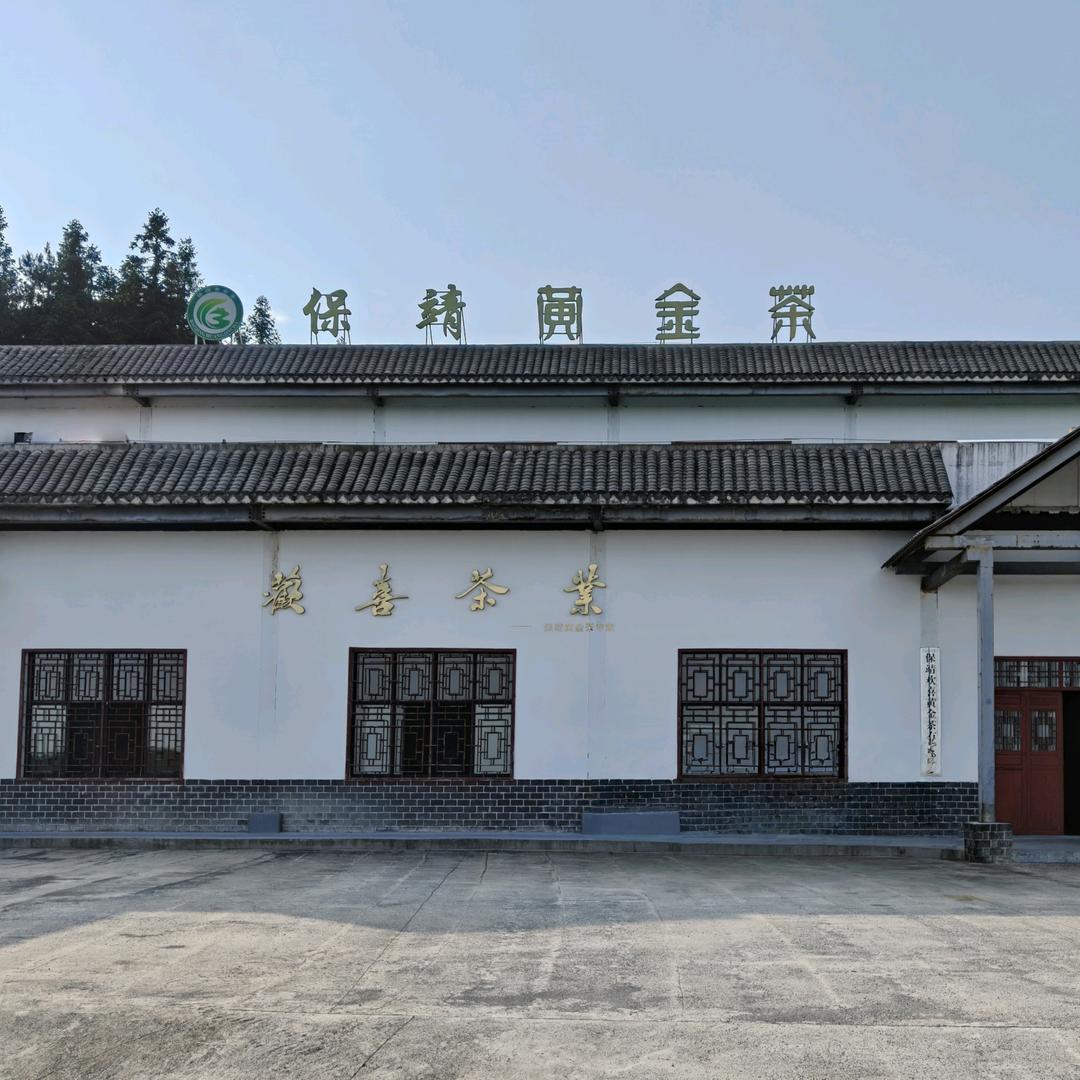 保靖欢喜黄金茶