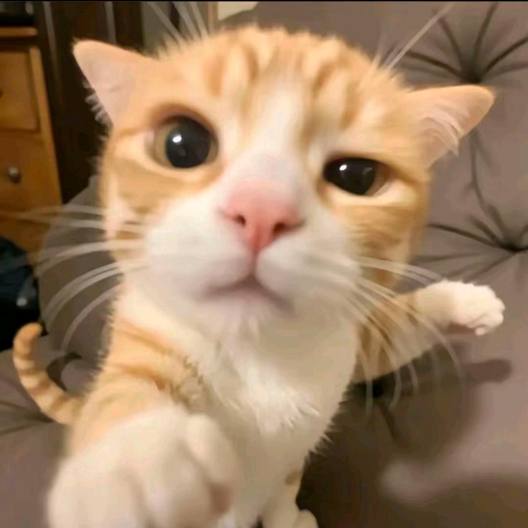 蟑螂也是榔越嚼人越强