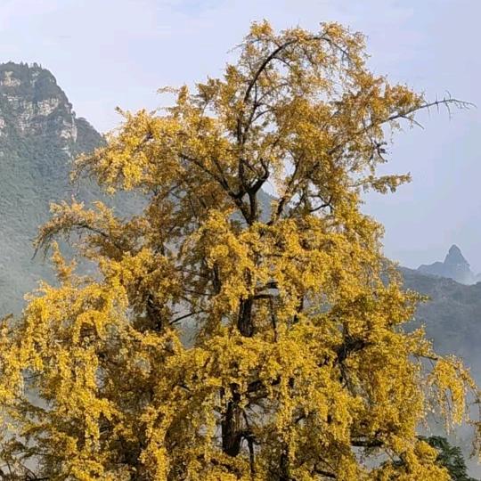 永结同心