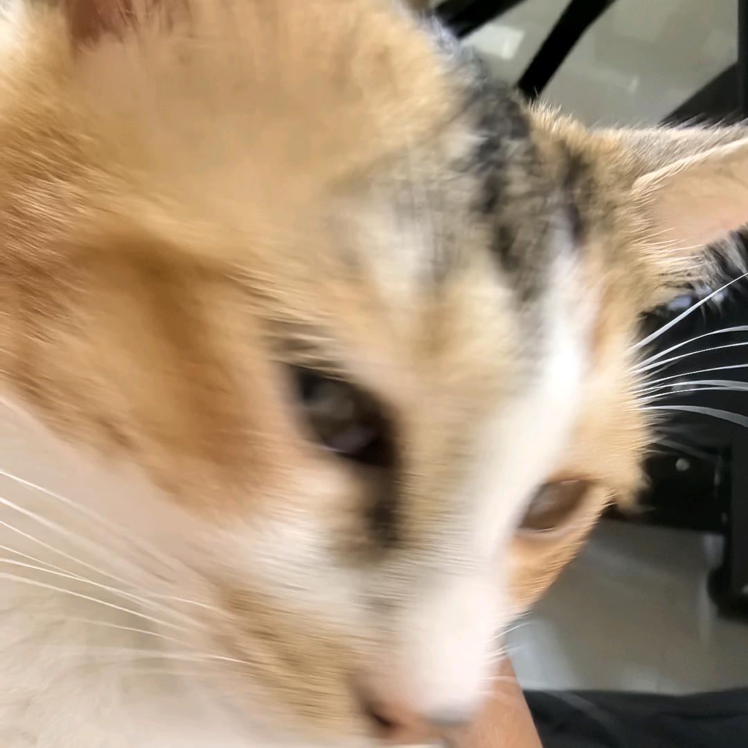 哼