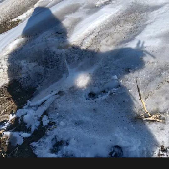 单身皇族庄园艺术