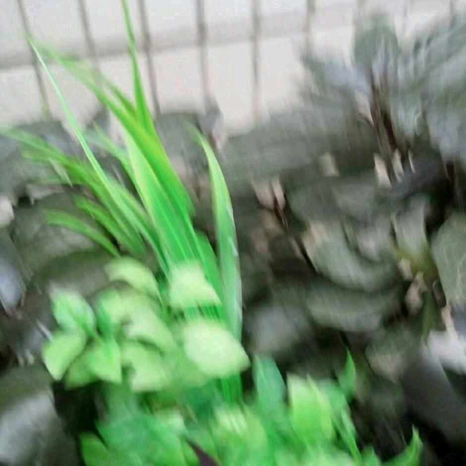 旡