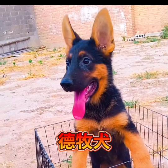羊犬人