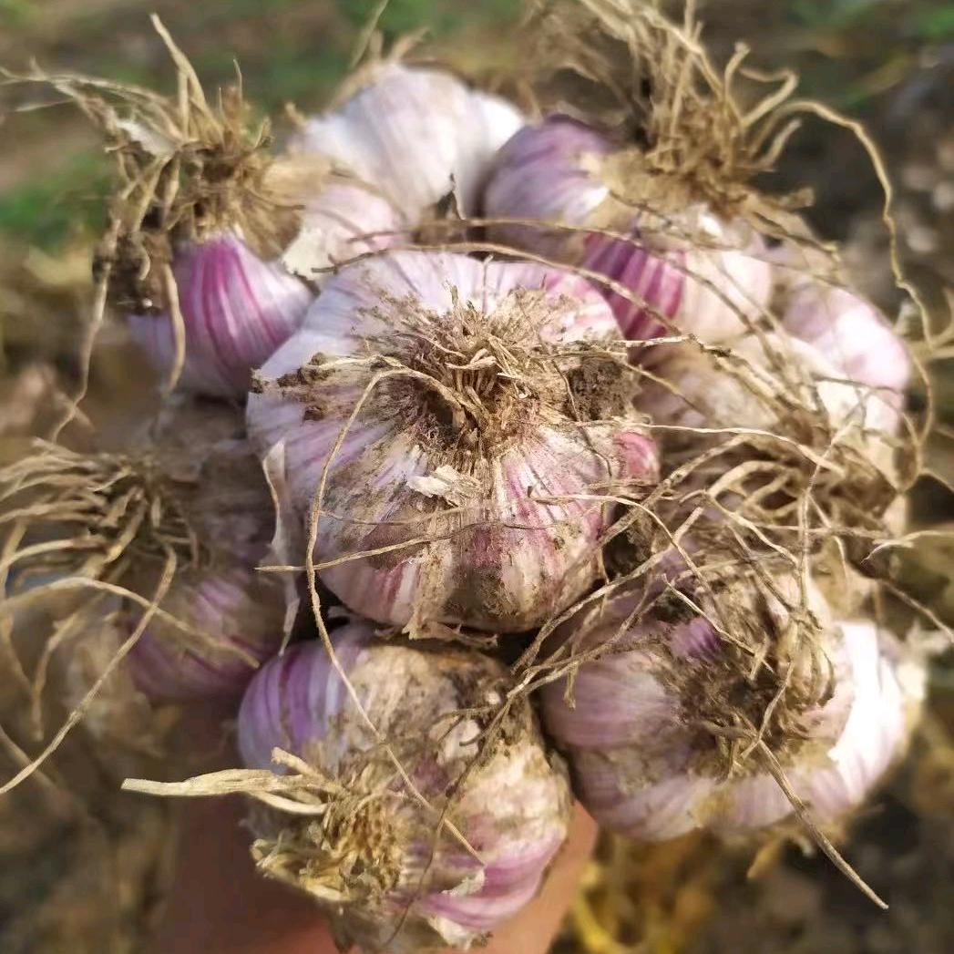 大蒜种植技术员