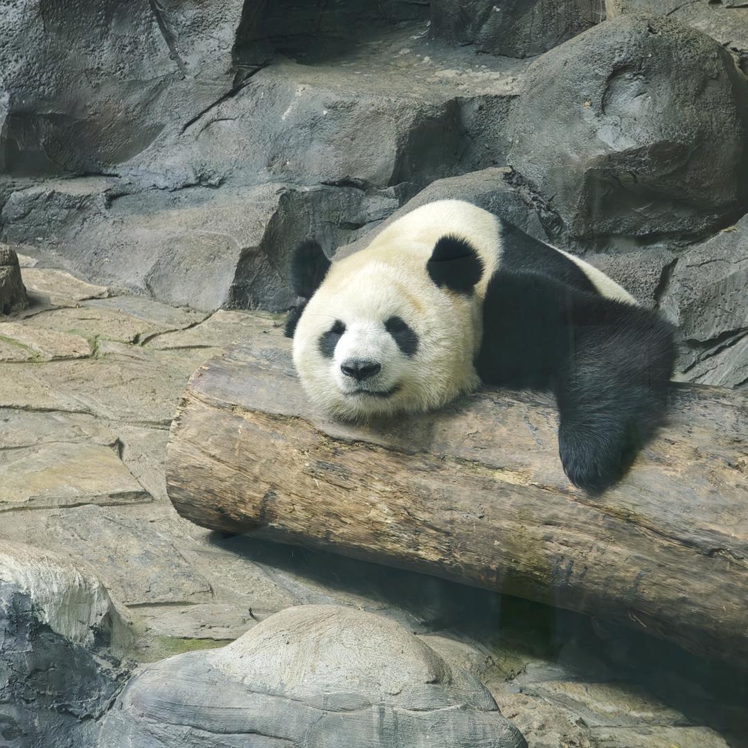 小胡要开心鸭
