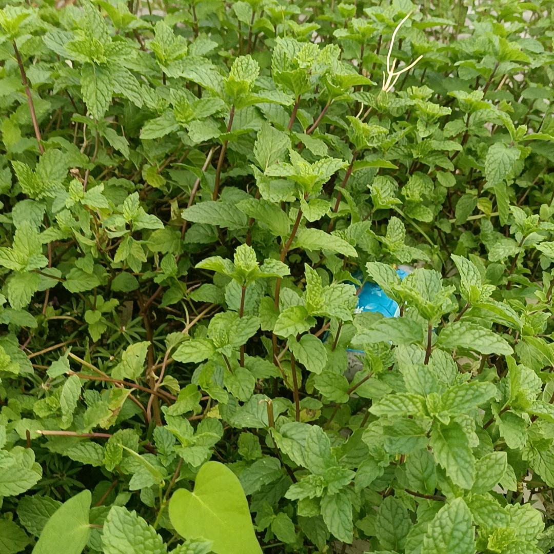 邵
