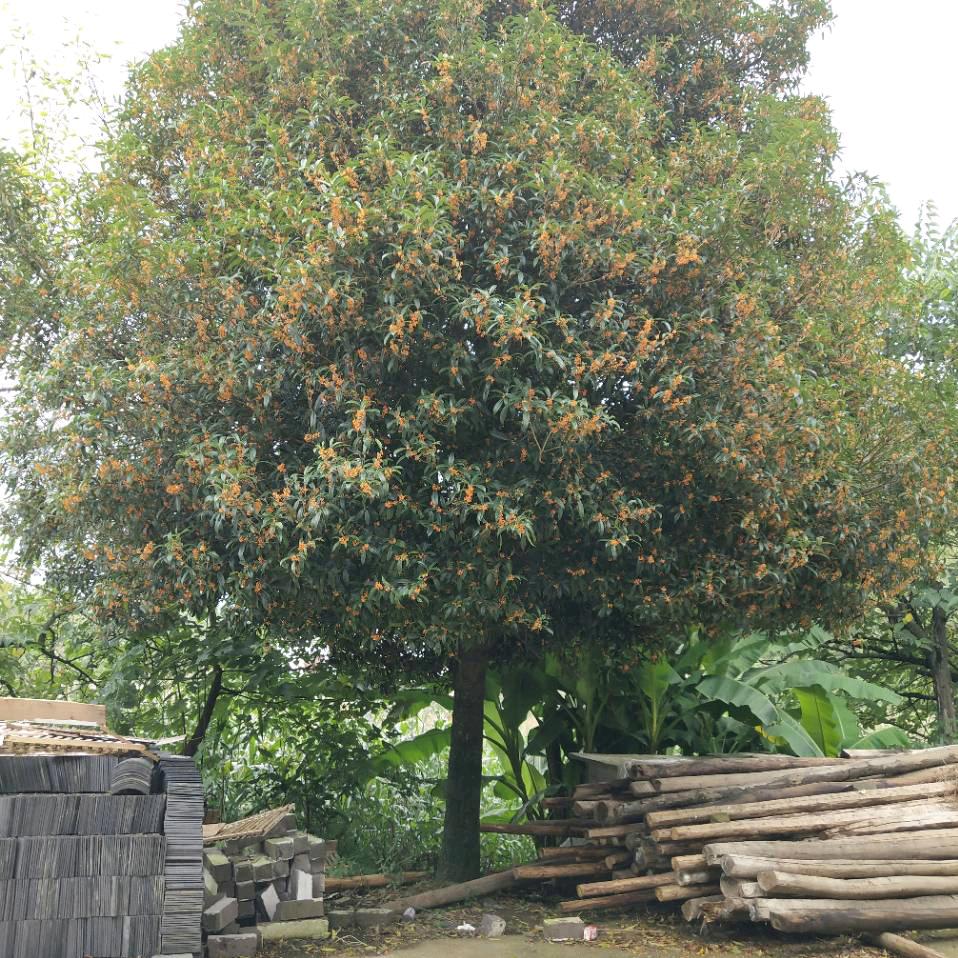 杨朝伟