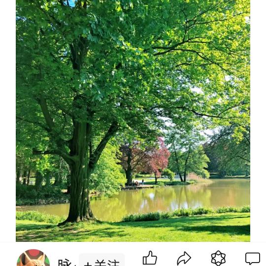 玫瑰花开