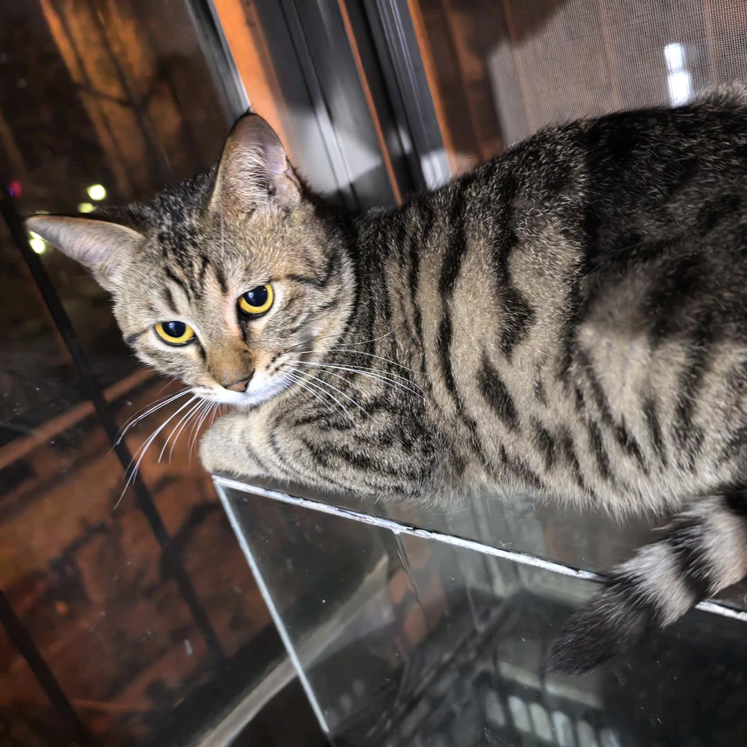 不吃鱼的猫