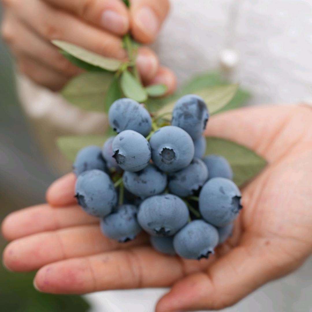 三星蓝莓采摘园