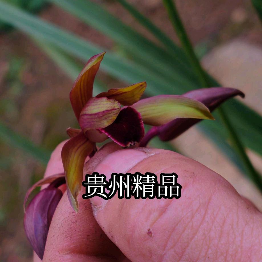 🌸夜朗——兰都🌸